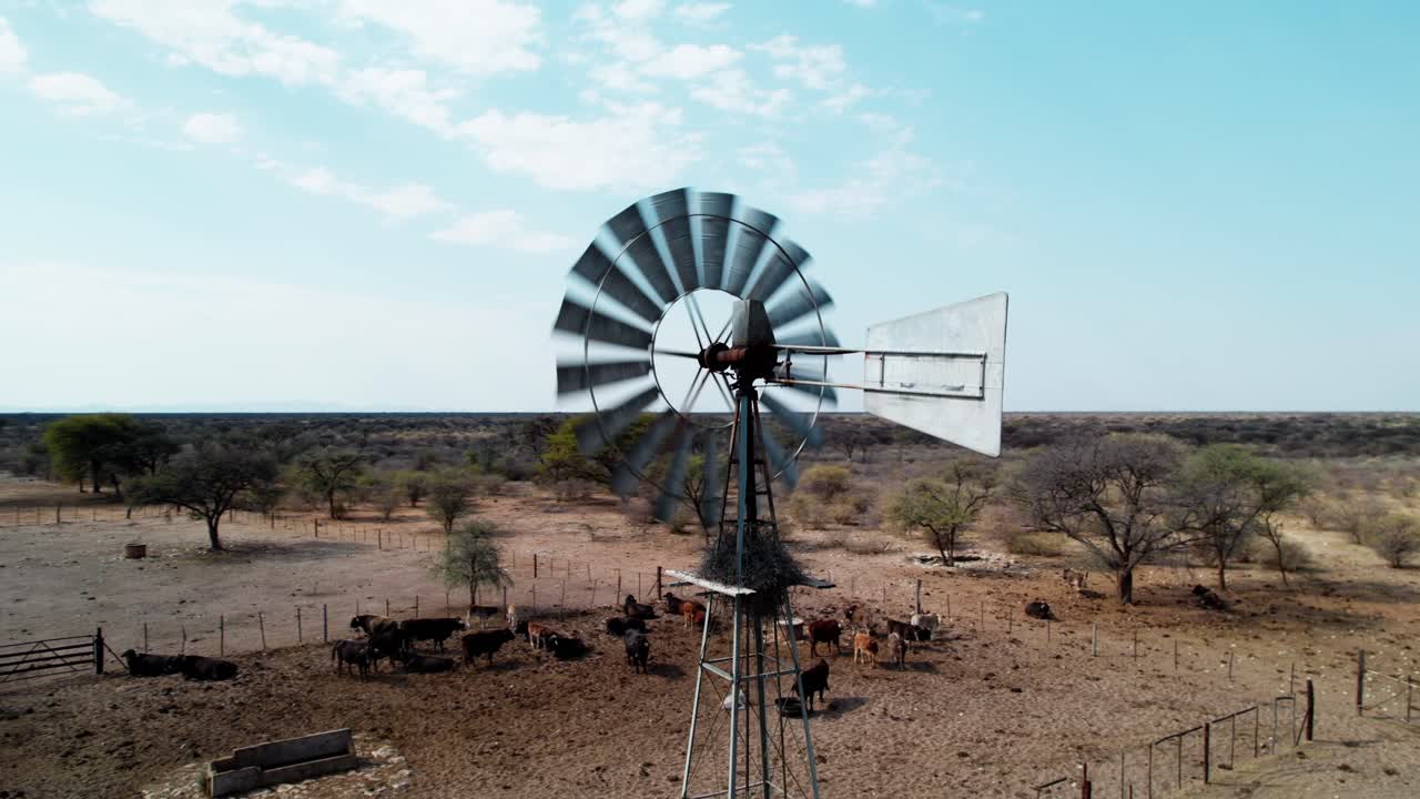 вращающийся выстрел ветрового насоса, откачивающего воду в африке во время сильных ветров с коровами на заднем плане