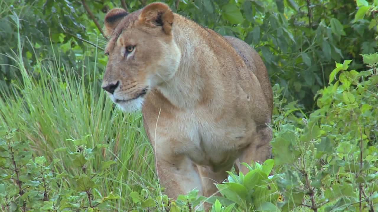 een mooie opname van een vrouwtjesleeuw die poseert voor de camera