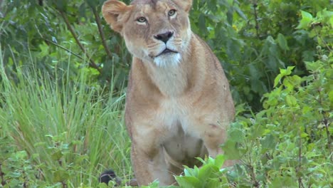 A-beautiful-shot-of-a-female-lion-posing-for-the-camera