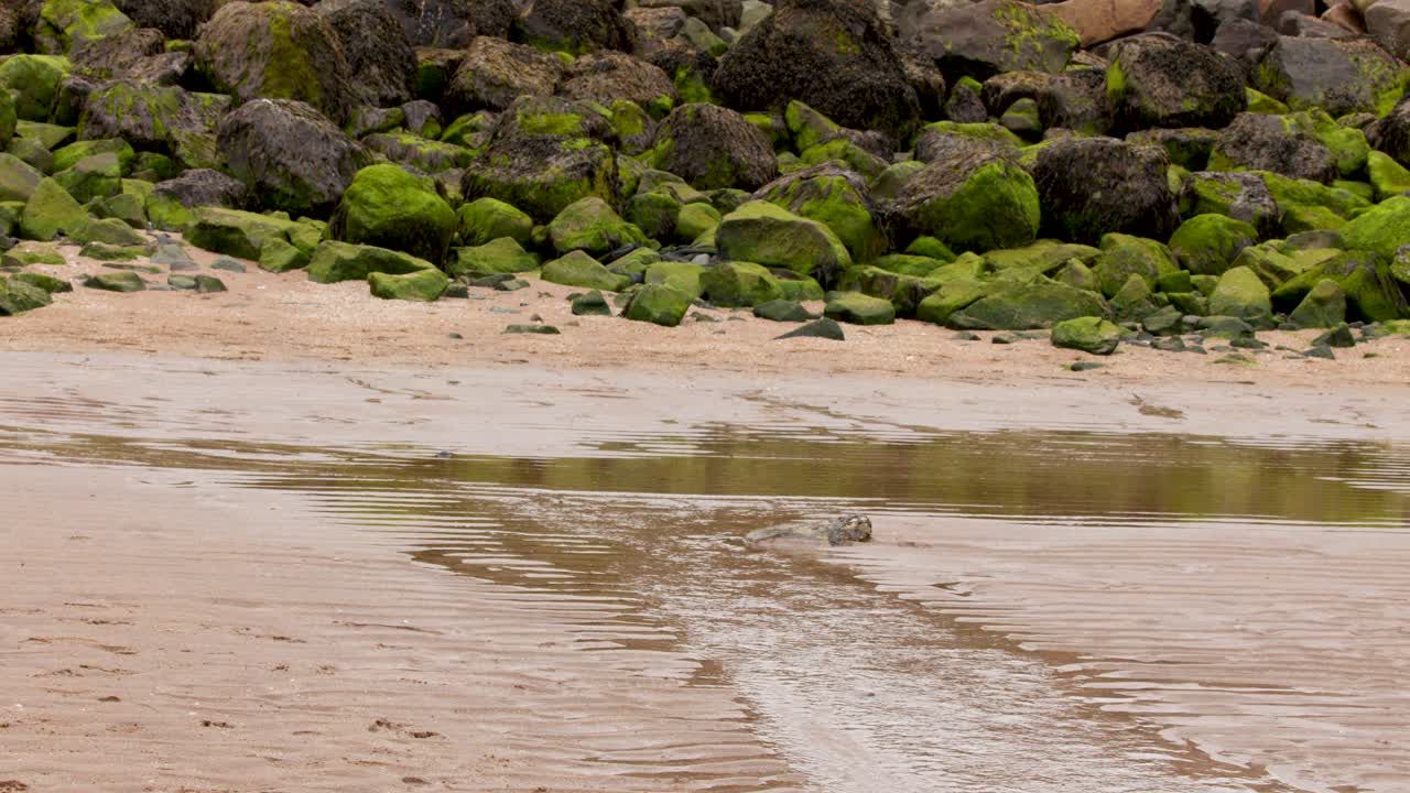 Shallow water flows across sandy beach toward moss-covered rocks under soft, natural daylight. Static shot