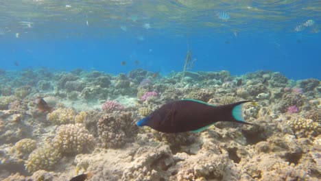 Birdmouth-Blauer-Lippfisch-Langnasenfische-Schwimmen-Oben