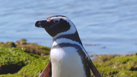 tilt down shot of a magellanic penguin preening showing its webbed feet on the green covered rocks