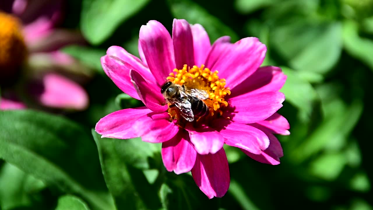 abeja recogiendo polen de la flor