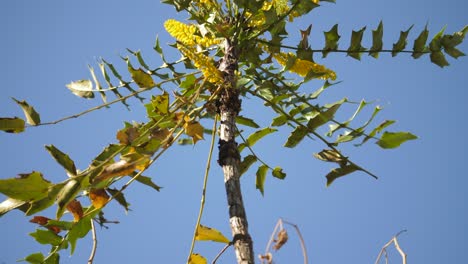 vista completa de un arbusto de mahonia oiwakensis con flores amarillas polinizadas por abejas