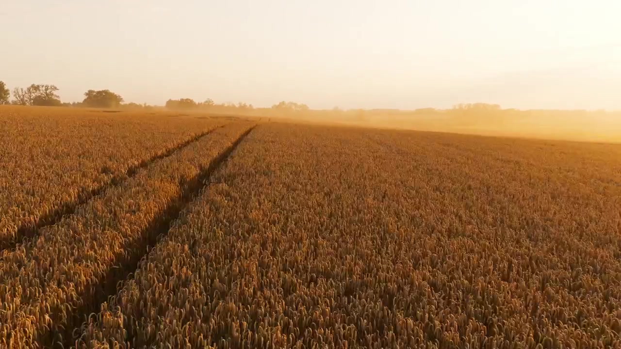 Un drone plana lateralmente sopra i filari di cereali appiattiti che risplendono nella luce serale polverosa.
