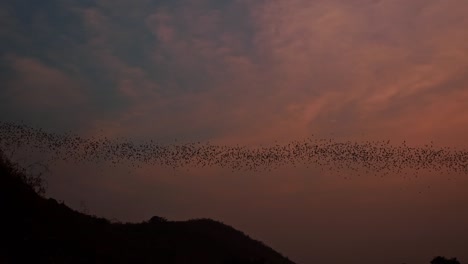 large colony of bats flying out off battambang bat cave during sunset