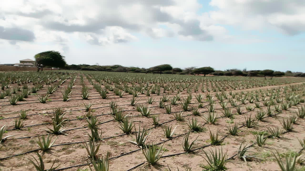 toma panorámica amplia de hileras de aloe vera en una granja de aloe en aruba