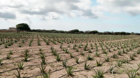 toma panorámica amplia de hileras de aloe vera en una granja de aloe en aruba