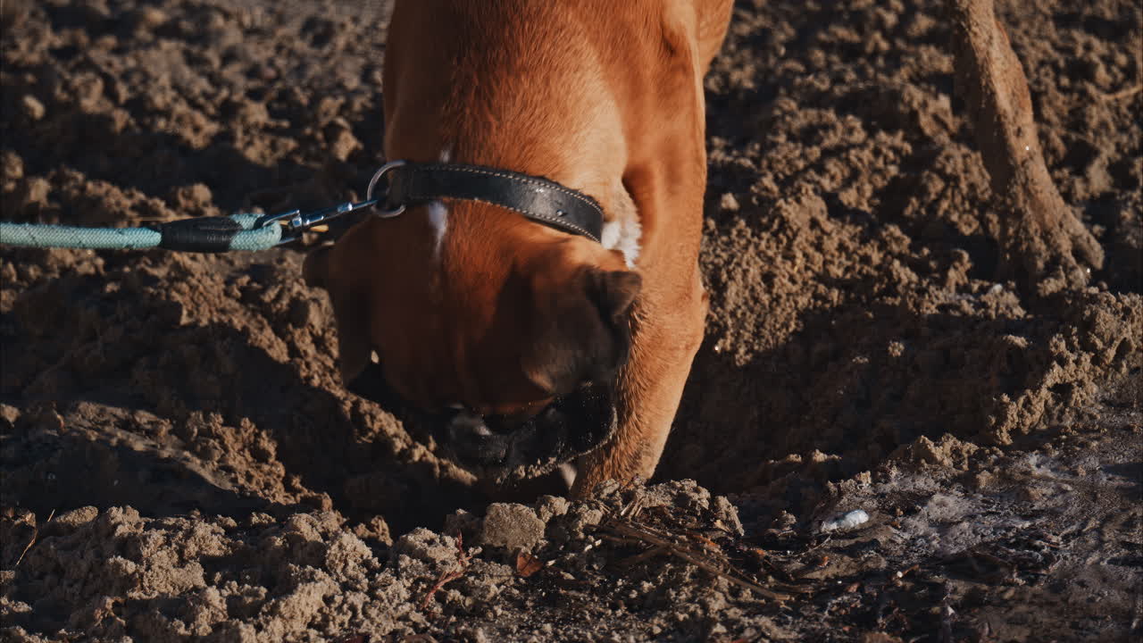 Brown dog digging through the wet sand at the beach