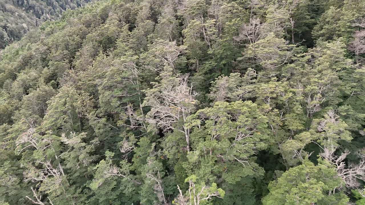 Drone slowly descends above lush native forest, revealing treetops and mountain slope in daylight