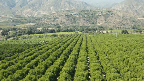 aerial view of a vast orange grove in a mountainous region