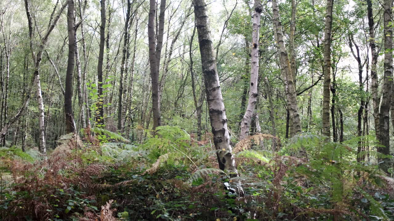 el comienzo de los colores cambiantes del otoño en el bosque en warwickshire, inglaterra