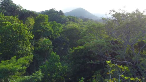 approaching drone shot descending over the towering trees in the jungle of a national park rainforest in minca, colombia in south america