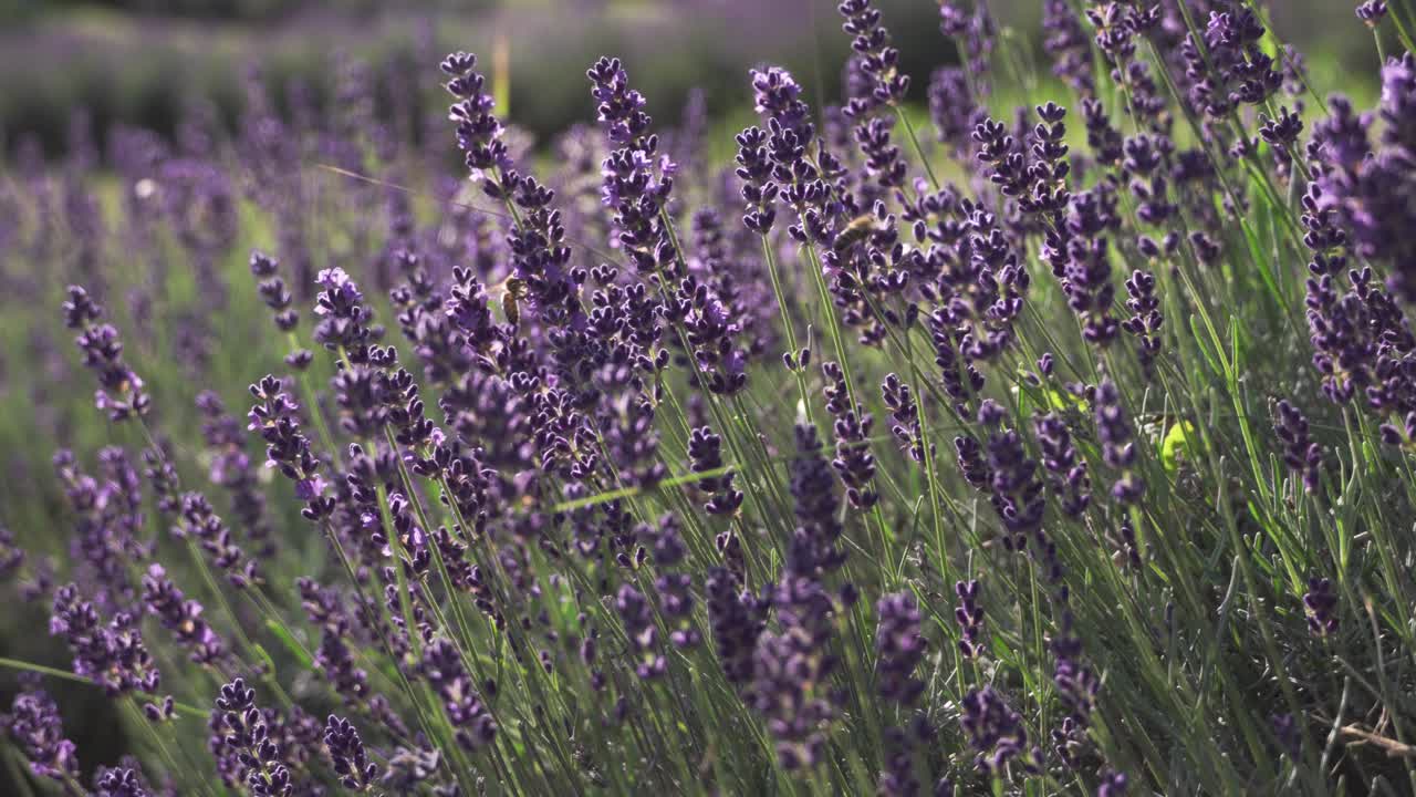 여름에 피는 보라색 라벤더