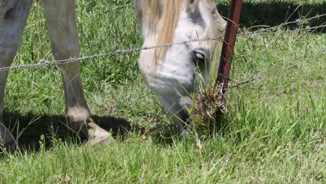 caballo blanco comiendo hierba en un campo soleado