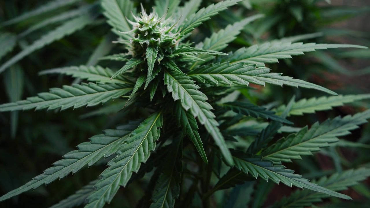 Primo piano di una pianta di cannabis in fiore in una grow room al chiuso