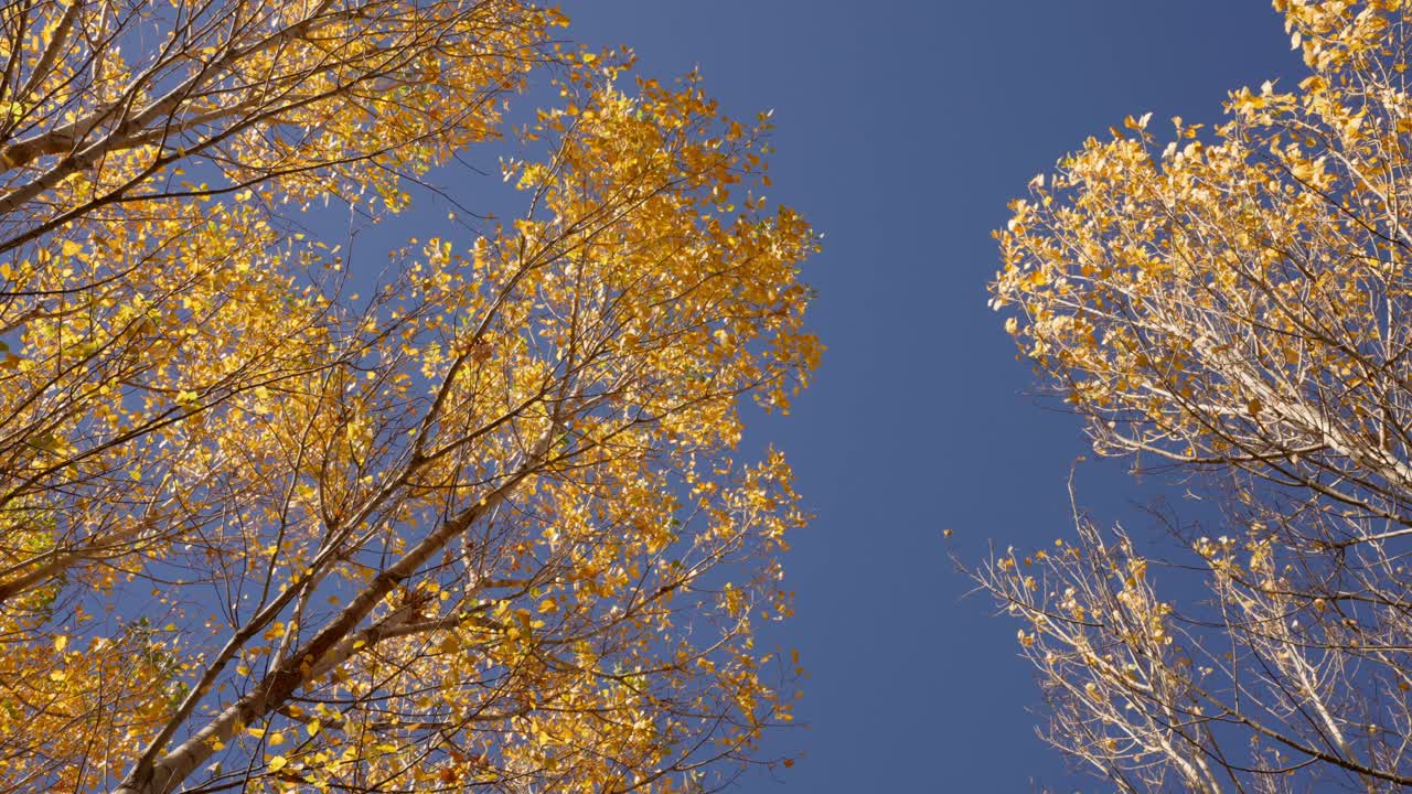 가을 날 에 떨어지는 노란 잎 을 가진 나무 를 돌리는 것