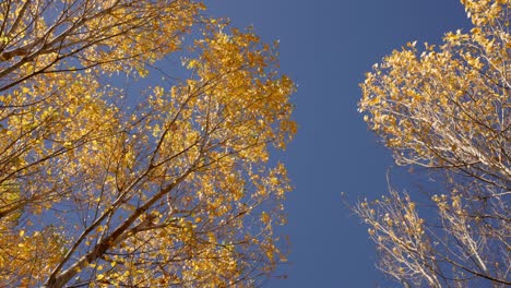 turning tree with yellow leaves falling on an autumn day