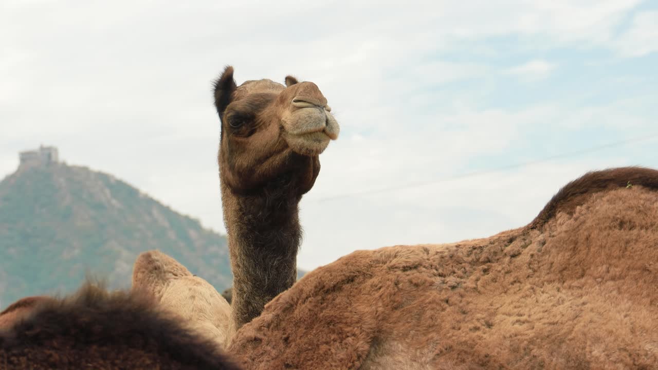 camellos en la feria de pushkar, también llamada feria de camellos de pushkar o localmente como kartik mela es una feria anual de varios días de ganado y cultural que se celebra en la ciudad de pushkar, rajasthan, india.