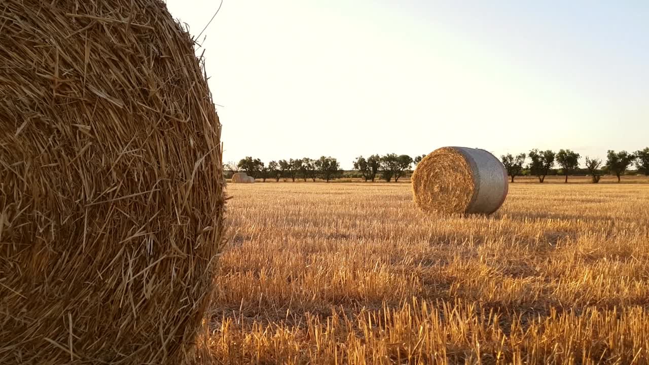 campo con balas de heno después de la cosecha al atardecer