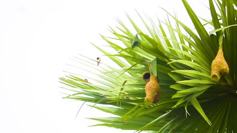 Pájaros-Tejedores-De-Baya-Y-Sus-Nidos-En-Una-Palmera-Asiática-En-Bangladesh