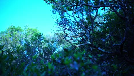 disparo dinámico a través de la naturaleza en francia con arbusto seco