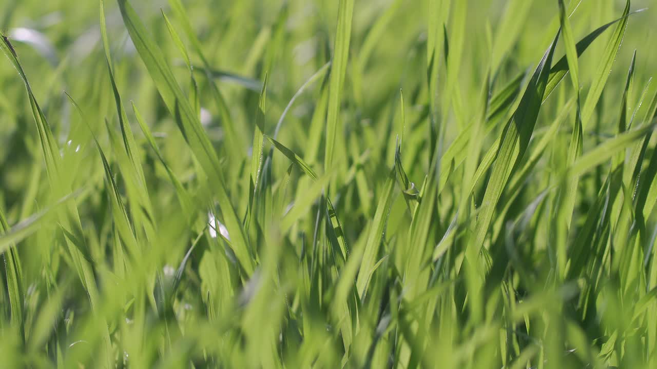 Closeup of green grass in a garden on a bright sunny day
