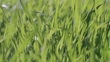 closeup of green grass in a garden on a bright sunny day