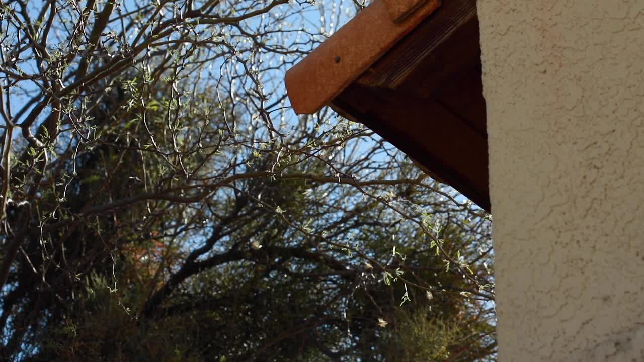 Handheld slow motion shot of bees flying in and out nest which is located in a tiled roofline.