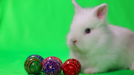 white rabbit and soccer ball on green background. football game. hobbies for children. sports development. place for text. football goal. funny animal hare. high quality 4k footage