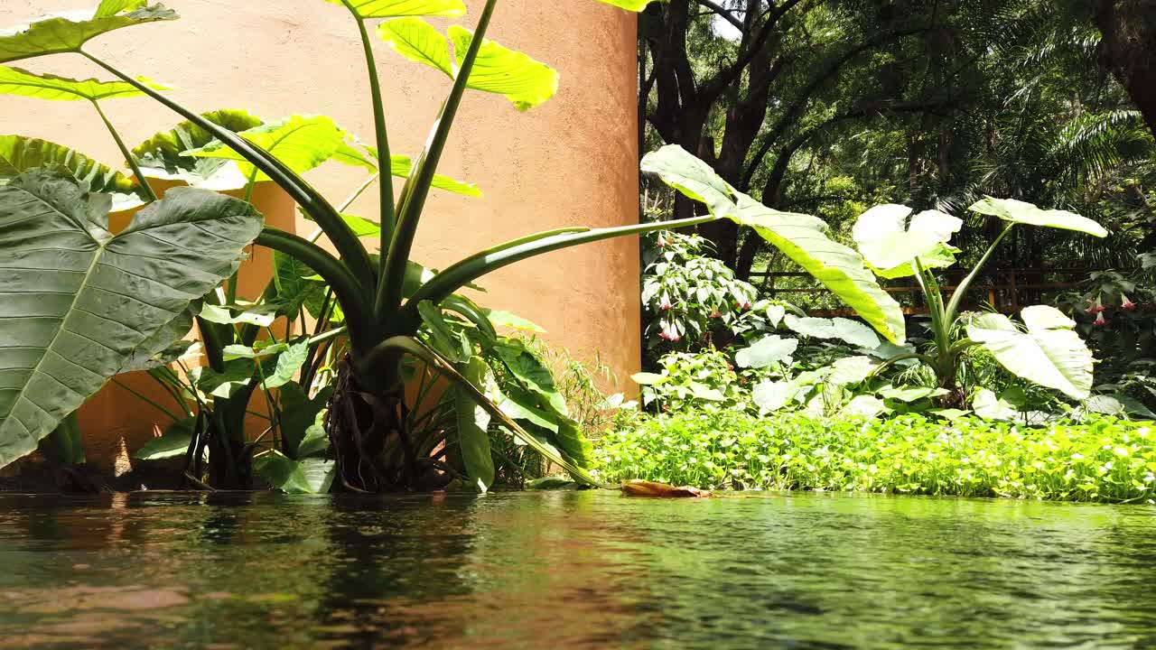 Camera pans across large tropical leaves next to water canal with sunlit background
