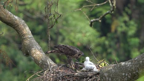 a javan hawk eagle is guarding its young from the threat of other dangerous creatures