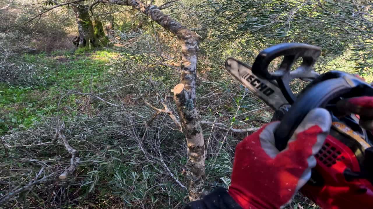 Bidikan sudut pandang seorang penebang kayu yang memotong batang pohon zaitun dengan gergaji mesin profesional di kebun di Corfu, Yunani, menyaksikan serbuk gergaji beterbangan