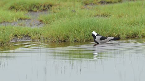 african birds in serengeti in tanzania, blacksmith lapwing aka blacksmith plover in lake water, a wading bird in africa wetlands bathing and washing, water birds and birdlife in tanzania