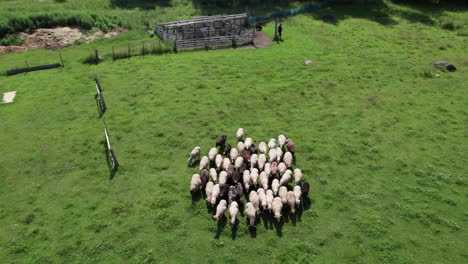 Aerial-View-of-a-Herd-of-Sheep-Walking-inside-a-Fenced-Area-on-a-Beautiful-Sunny-Day,-Sheepdog-Trial,-Finland,-Scandinavia