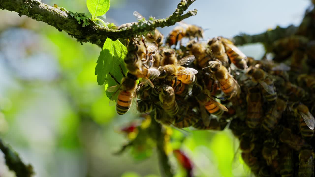concepto de vida silvestre, macro toma de enjambre de abejas melíferas y cubriendo el panal en el árbol de manzana