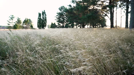 dry long grass waves in the wind on a bright sunny day