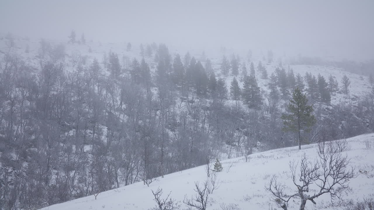 A misty winter hillside with snow-covered trees and evergreen forest, creating a serene, frosty scene.