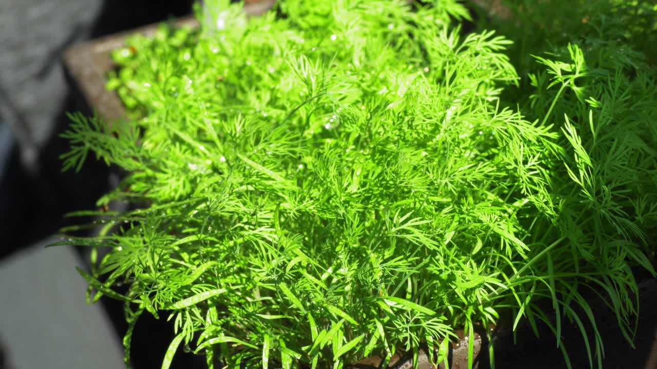 riego de una hierba de eneldo