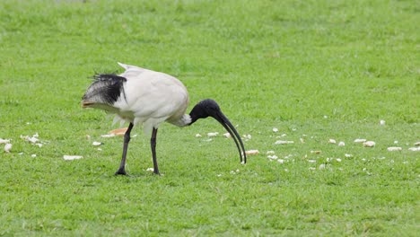 pájaro picoteando el suelo, caminando en la hierba