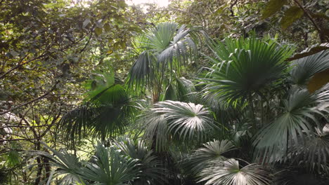 scene looking straight into a dense tropical rain forest, dolly forward