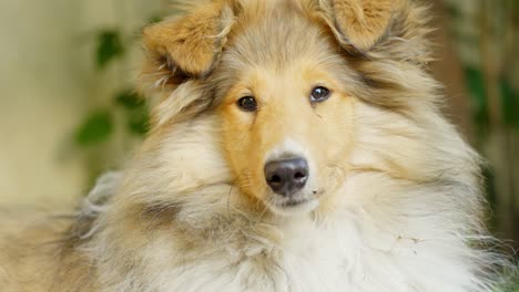 Majestic-rough-collie-dog-looking-around,-portrait-view