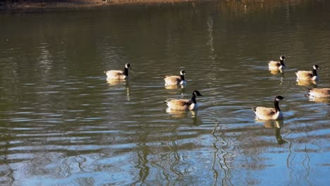 Gimbal-shot-of-Canadian-geese-swimming-in-lake-reflecting-landscape