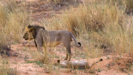 A-Pair-Of-Lions-Mating-Behind-The-Tall-Grasses-In-Kgalagadi,-Botswana,-South-Africa