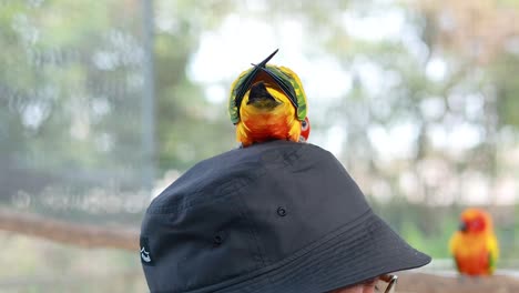 colorful bird interacts with person at market