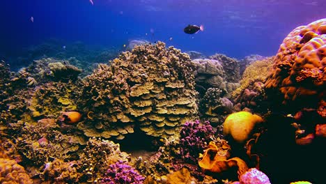 static view of a healthy and colourful coral reef with tropical species crossing