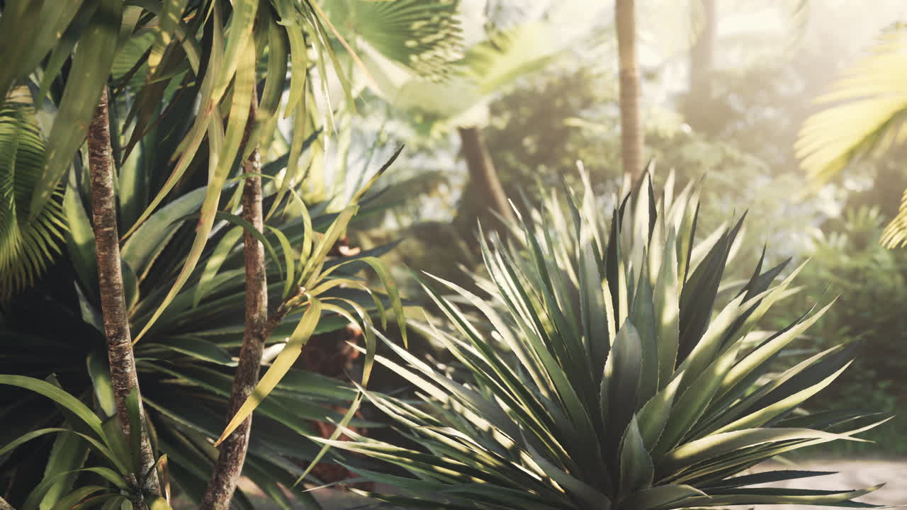 rayo de luz en una selva tropical