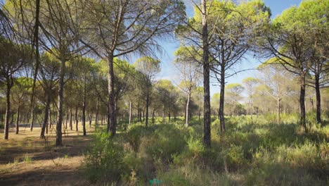 A-beautiful-cinematic-wide-side-track-view-from-the-forest-in-daylight-with-pinewood-trees