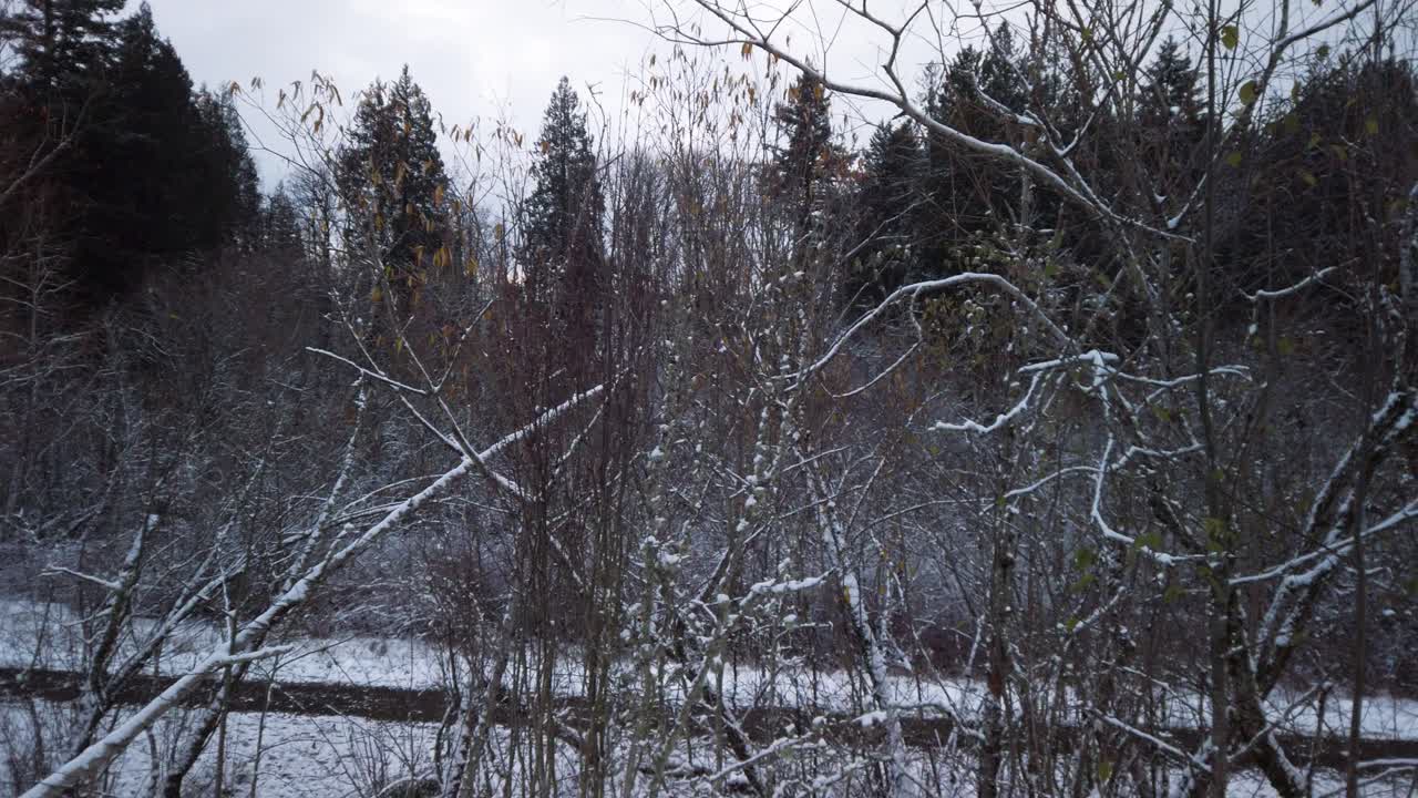 Paesaggio innevato di alberi spogli in una grigia giornata invernale, panoramica a destra.