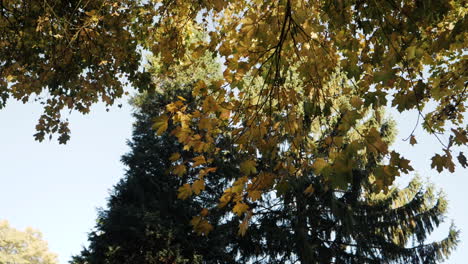 Toma-En-Cámara-Lenta-De-Hojas-De-Otoño-Cayendo